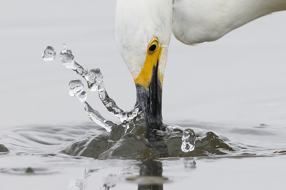 Snowy Egret