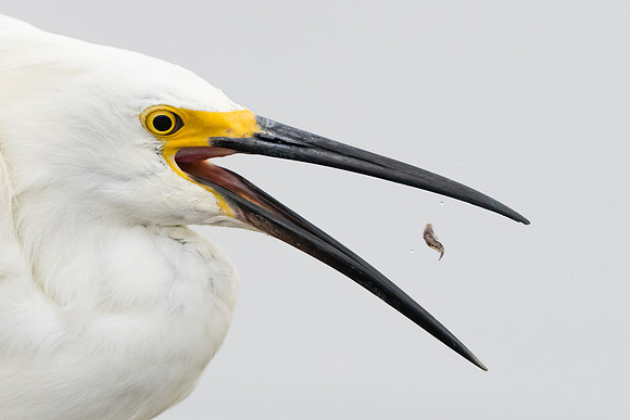 Snowy Egret