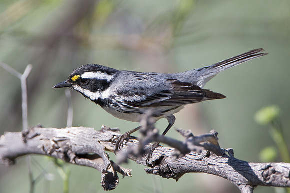 Black-throated Gray Warbler
