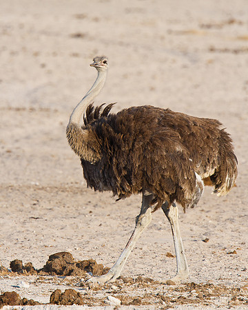 Common Ostrich, female
