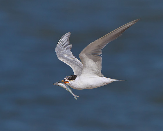 Forster's Tern
