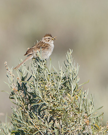 Brewer's Sparrow, bringing food to the nest below