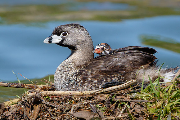 Pied-billed Grebes. adult with chick