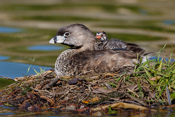 Pied-billed Grebes. adult with chick