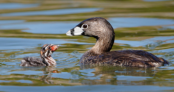 Pied-billed Grebes. adult with chick