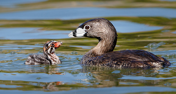 Pied-billed Grebes. adult with chick