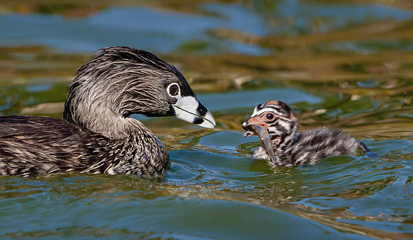 Pied-billed Grebes. adult with chick