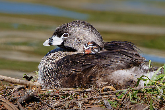 Pied-billed Grebes. adult with chick