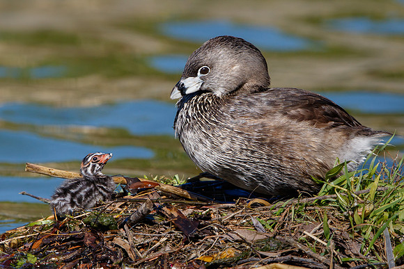Pied-billed Grebes. adult with chick