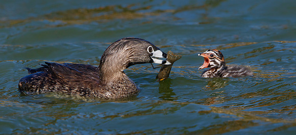 Pied-billed Grebes. adult with chick