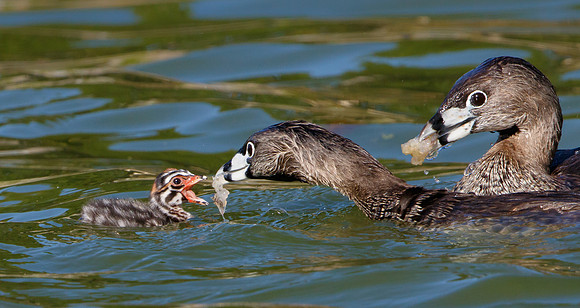 Pied-billed Grebes. adults with chick