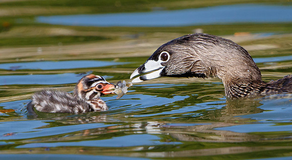 Pied-billed Grebes. adult with chick