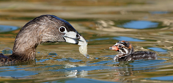 Pied-billed Grebes. adult with chick