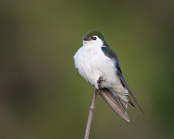 Violet-green Swallow