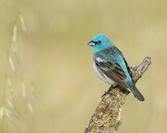 Lazuli Bunting