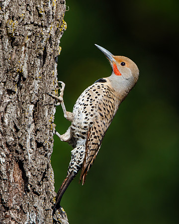 Northern Flicker