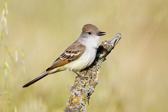 Ash-throated Flycatcher