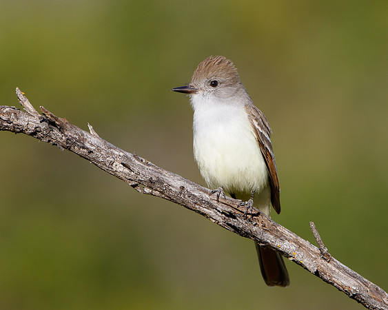 Ash-throated Flycatcher