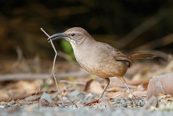Callifornia Thrasher, collecting nest material