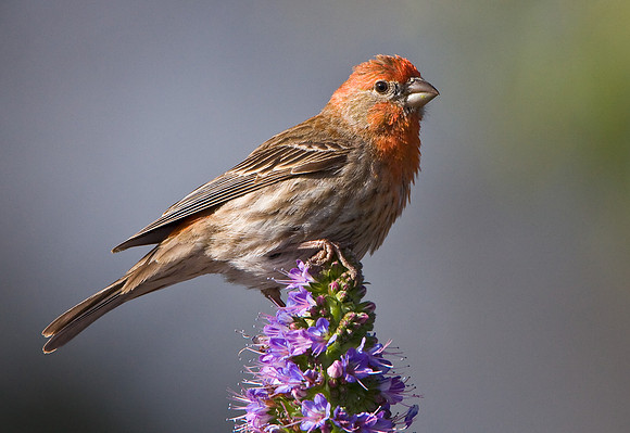 House Finch