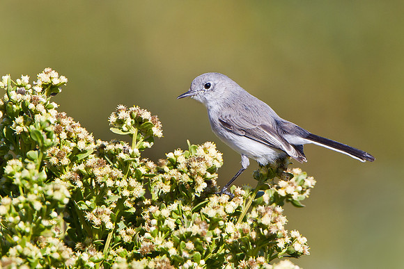 Blue-gray Gnatcatcher