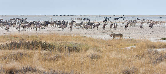 Lion with Oryx, Springbok, Ostrich & Wildebeest