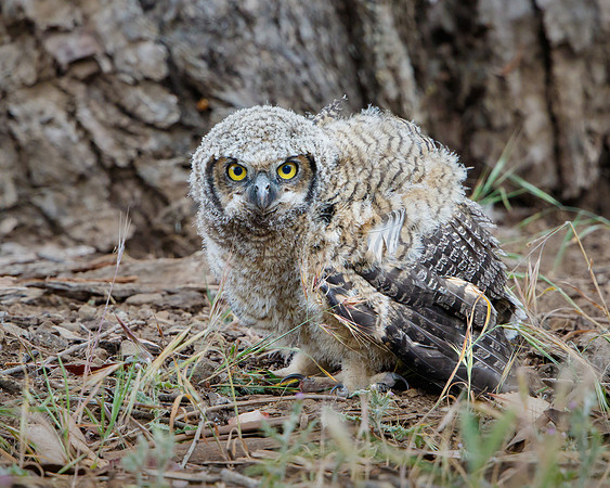 Great-horned Owlet after falling from nest tree