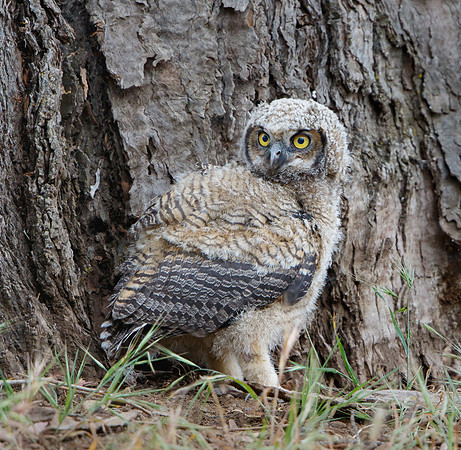 Great-horned Owlet after falling from nest tree