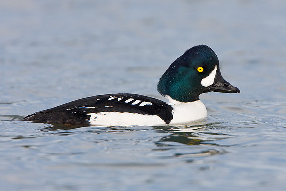 Barrow's Goldeneye, male