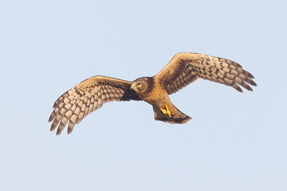 Northern Harrier