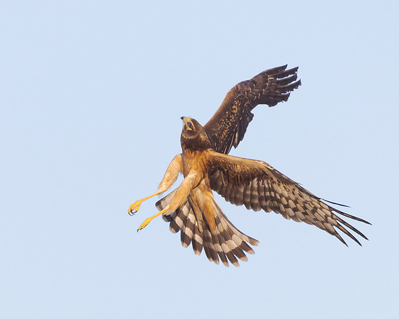 Northern Harrier