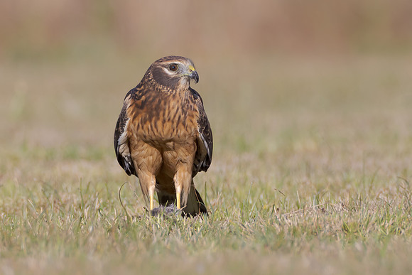 Northern Harrier, with prey