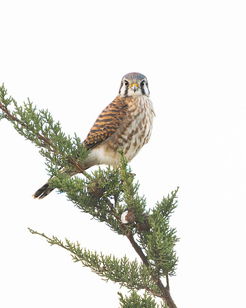 American Kestrel