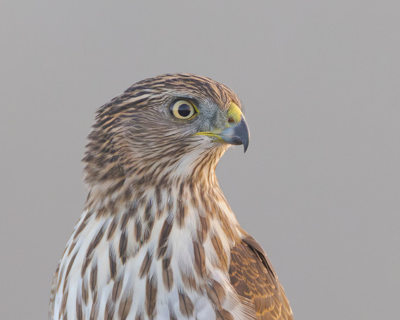 Cooper's Hawk