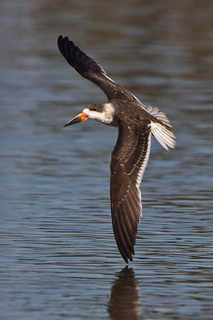 Black Skimmer, juvenile
