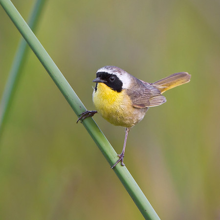 Common Yellowthroat