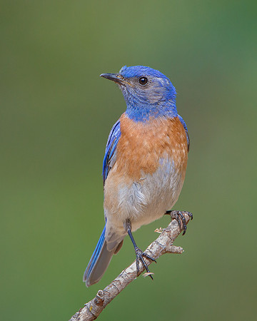 Western Bluebird