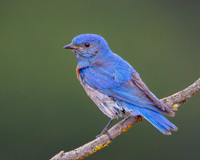 Western Bluebird