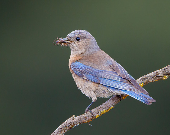 Western Bluebird; female with food for young