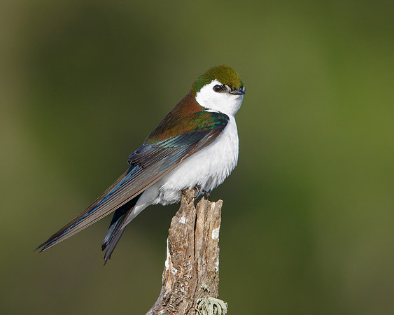 Violet-green Swallow
