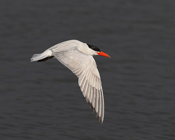 Caspian Tern