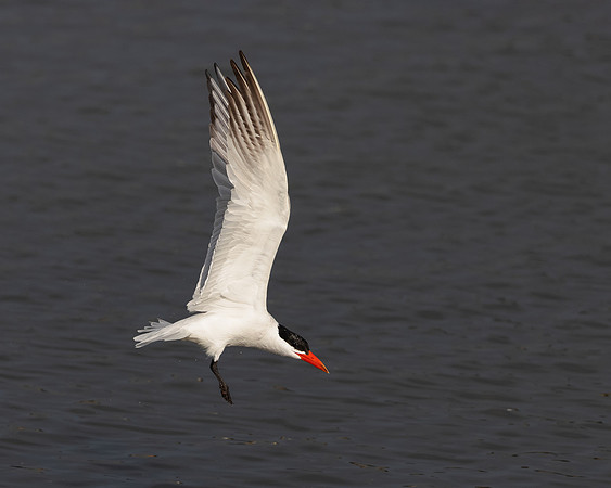 Caspian Tern