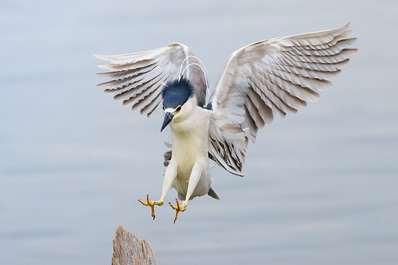 Black-crowned Night Heron