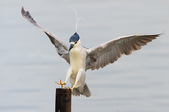 Black-crowned Night Heron