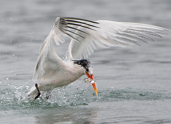 Elegant Tern, emerging from water with fish
