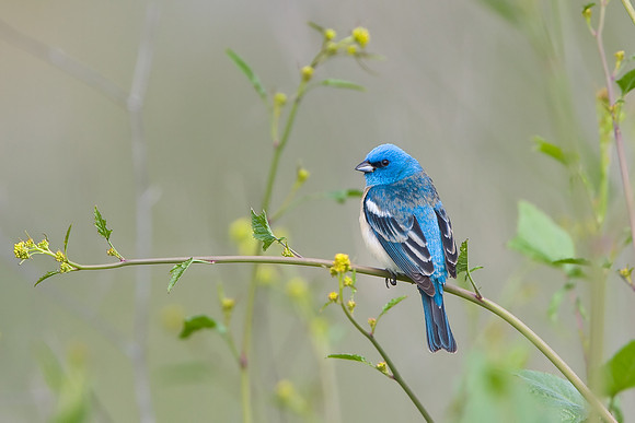 Lazuli Bunting