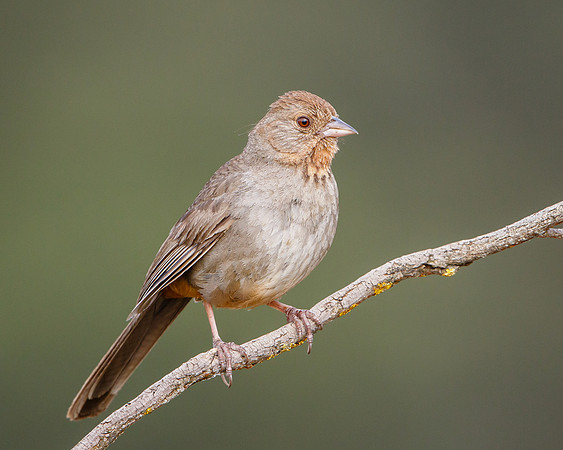 California Towhee