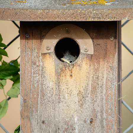 Western Bluebird, nestling