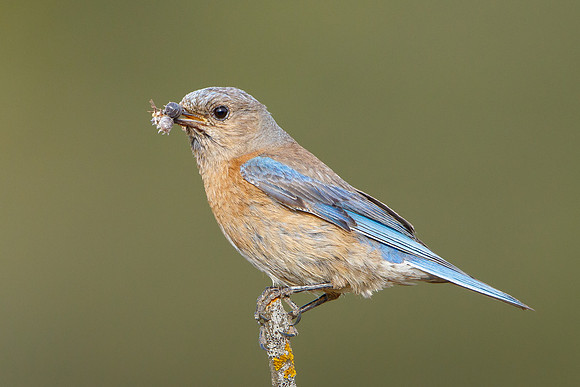 Western Bluebird, female with prey