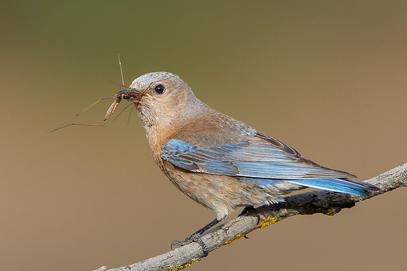 Western Bluebird, female with prey